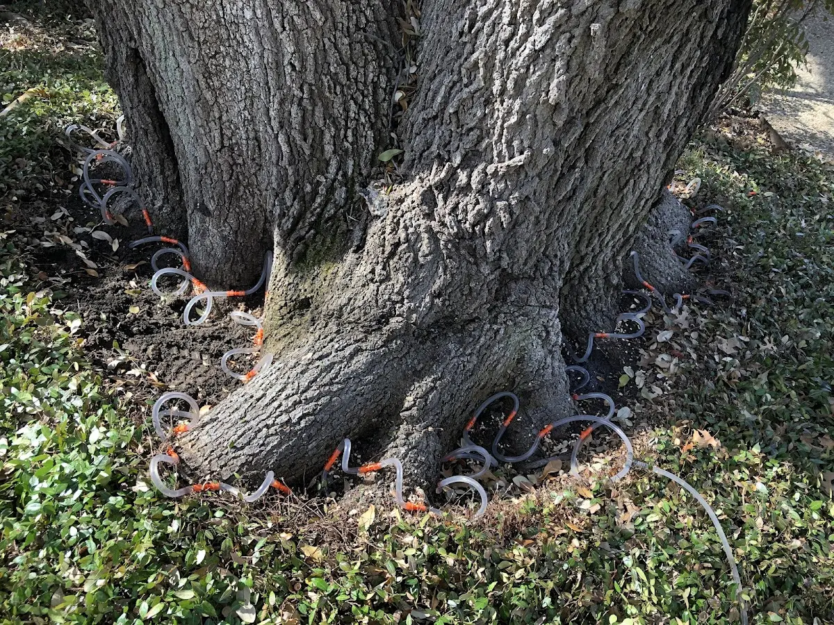 Detailed Tree Cabling and Bracing job site in Kellyville