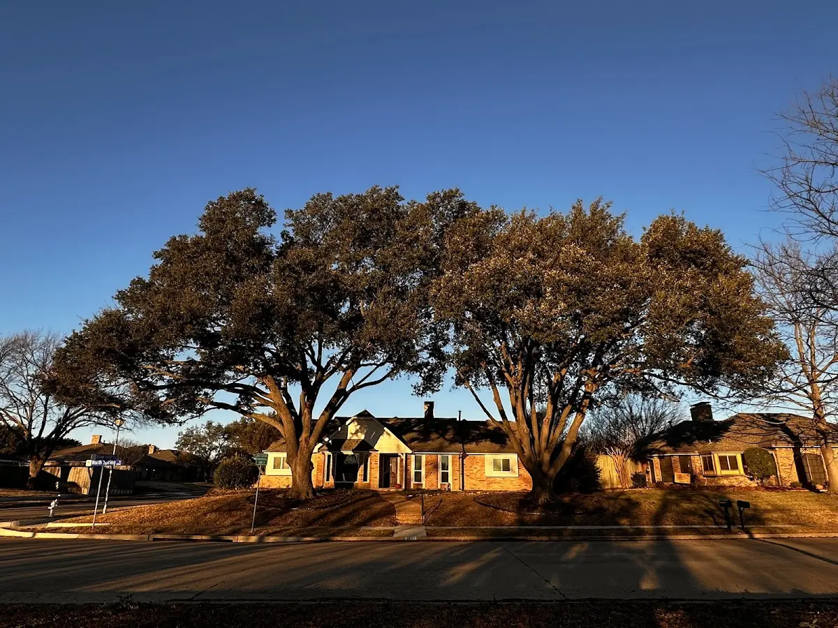 Established residential canopy tree shading a home in Kellyville